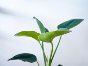 Ostolakossa minimalismi erilaiset minimalistit